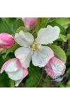 Bach virágterápia-Vadalma ( 10. Crab Apple) Bach virágesszencia Bach virágterápia-Vadalma ( 10. Crab Apple) Bach virágesszencia