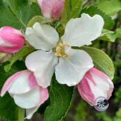   Bach virágterápia-Vadalma ( 10. Crab Apple) Bach virágesszencia 