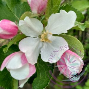 Bach virágterápia-Vadalma ( 10. Crab Apple) Bach virágesszencia Bach virágterápia-Vadalma ( 10. Crab Apple) Bach virágesszencia