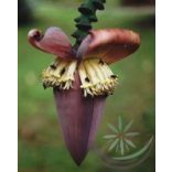 Banán ( Banana ) Éden virágesszencia 