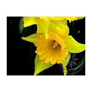 Nárcisz ( Daffodil) Éden virágesszencia Nárcisz ( Daffodil) Éden virágesszencia