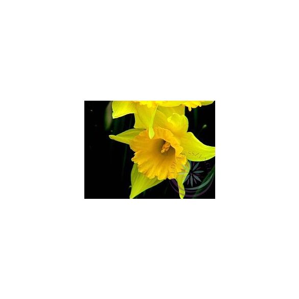 Nárcisz ( Daffodil) Éden virágesszencia 