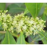 Maté ( Yerba mate) Éden virágesszencia 