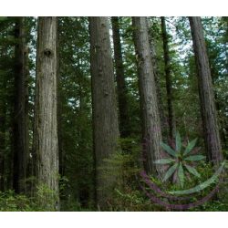 Parti mamutfenyő ( Redwood ) Éden virágesszencia 