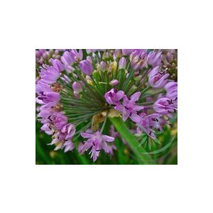 Fokhagyma ( Garlic ) Éden virágesszencia Fokhagyma ( Garlic ) Éden virágesszencia