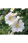 Kisvirágú rózsa ( MaCartney rose) Éden virágesszencia Kisvirágú rózsa ( MaCartney rose) Éden virágesszencia
