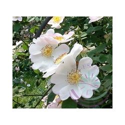 Kisvirágú rózsa ( MaCartney rose) Éden virágesszencia 