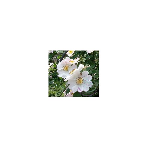 Kisvirágú rózsa ( MaCartney rose) Éden virágesszencia 