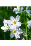 Bach virágterápia -Békaliliom 34. Water Violet Bach virágesszencia Bach virágterápia -Békaliliom 34. Water Violet Bach virágesszencia