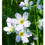 Bach virágterápia -Békaliliom 34. Water Violet Bach virágesszencia
