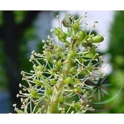 Bach virágterápia - Szőlő 32. Vine Bach virágesszencia 