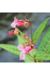Bach virágterápia - Nebáncsvirág 18. Impatiens Bach virágesszencia Bach virágterápia - Nebáncsvirág 18. Impatiens Bach virágesszencia