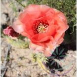 Fügekaktusz ( Prickly pear cactus) Éden virágesszencia 