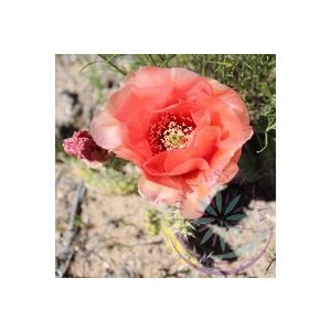 Fügekaktusz ( Prickly pear cactus) Éden virágesszencia Fügekaktusz ( Prickly pear cactus) Éden virágesszencia