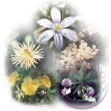 Bach elsősegély csepp 20ml