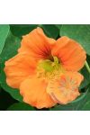 Sarkantyúka ( Nasturtium ) Éden virágesszencia Sarkantyúka ( Nasturtium ) Éden virágesszencia