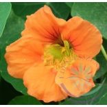 Sarkantyúka ( Nasturtium ) Éden virágesszencia 