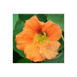 Sarkantyúka ( Nasturtium ) Éden virágesszencia Sarkantyúka ( Nasturtium ) Éden virágesszencia