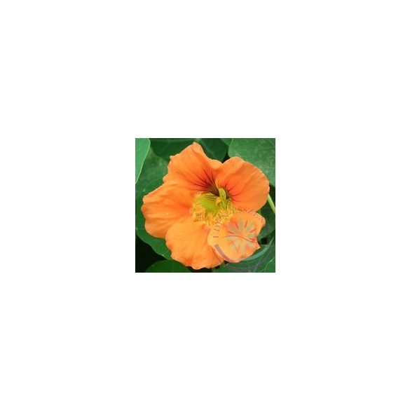 Sarkantyúka ( Nasturtium ) Éden virágesszencia 
