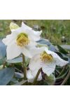 Fekete hunyor ( Helleborus black ) Éden virágesszencia Fekete hunyor ( Helleborus black ) Éden virágesszencia