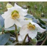 Fekete hunyor ( Helleborus black ) Éden virágesszencia 