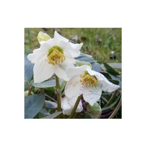 Fekete hunyor ( Helleborus black ) Éden virágesszencia Fekete hunyor ( Helleborus black ) Éden virágesszencia
