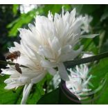 Kávé ( Coffee ) Éden virágesszencia 