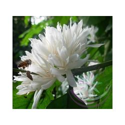 Kávé ( Coffee ) Éden virágesszencia 