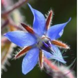Kerti borágó ( Borage ) Éden virágesszencia 