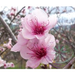 Őszibarack ( Peach ) Éden virágesszencia 