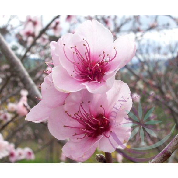 Őszibarack ( Peach ) Éden virágesszencia 