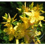 Orbáncfű ( St' Jhon's wort) Éden virágesszencia 