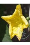 Szivacstök ( Luffa ) Éden virágesszencia Szivacstök ( Luffa ) Éden virágesszencia