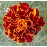 Bársonyvirág ( French Marigold ) Éden virágesszencia 