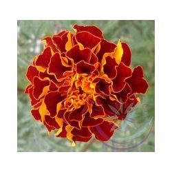 Bársonyvirág ( French Marigold ) Éden virágesszencia 