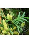 Tuja ( Cedar ) Éden virágesszencia Tuja ( Cedar ) Éden virágesszencia