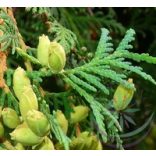 Tuja ( Cedar ) Éden virágesszencia 