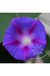 Hajnalka Bíboros ( Morning glory ) Éden virágesszencia Hajnalka Bíboros ( Morning glory ) Éden virágesszencia