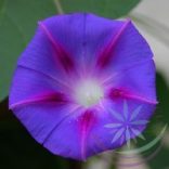 Hajnalka Bíboros ( Morning glory ) Éden virágesszencia 