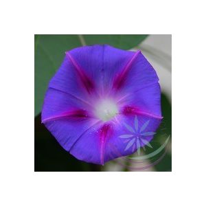 Hajnalka Bíboros ( Morning glory ) Éden virágesszencia Hajnalka Bíboros ( Morning glory ) Éden virágesszencia