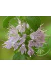 Csombormenta ( Pennyroyal ) Éden virágesszencia Csombormenta ( Pennyroyal ) Éden virágesszencia