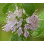 Csombormenta ( Pennyroyal ) Éden virágesszencia 