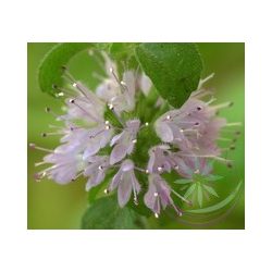 Csombormenta ( Pennyroyal ) Éden virágesszencia 