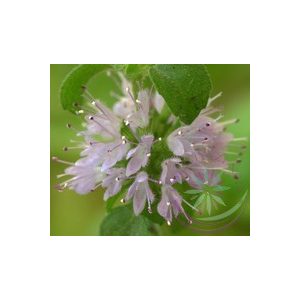 Csombormenta ( Pennyroyal ) Éden virágesszencia Csombormenta ( Pennyroyal ) Éden virágesszencia