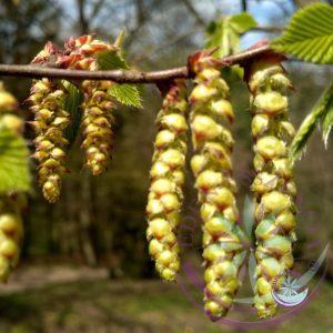 Bach virágterápia - Gyertyán 17. Hornbean Bach virágesszencia Bach virágterápia - Gyertyán 17. Hornbean Bach virágesszencia