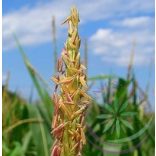 Kukorica ( Corn sweet) Éden virágesszencia 