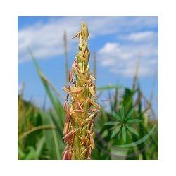 Kukorica ( Corn sweet) Éden virágesszencia 