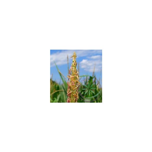 Kukorica ( Corn sweet) Éden virágesszencia 