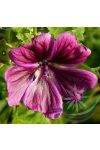 Papsajtmályva ( Mallow ) Éden virágesszencia Papsajtmályva ( Mallow ) Éden virágesszencia