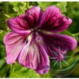 Papsajtmályva ( Mallow ) Éden virágesszencia 